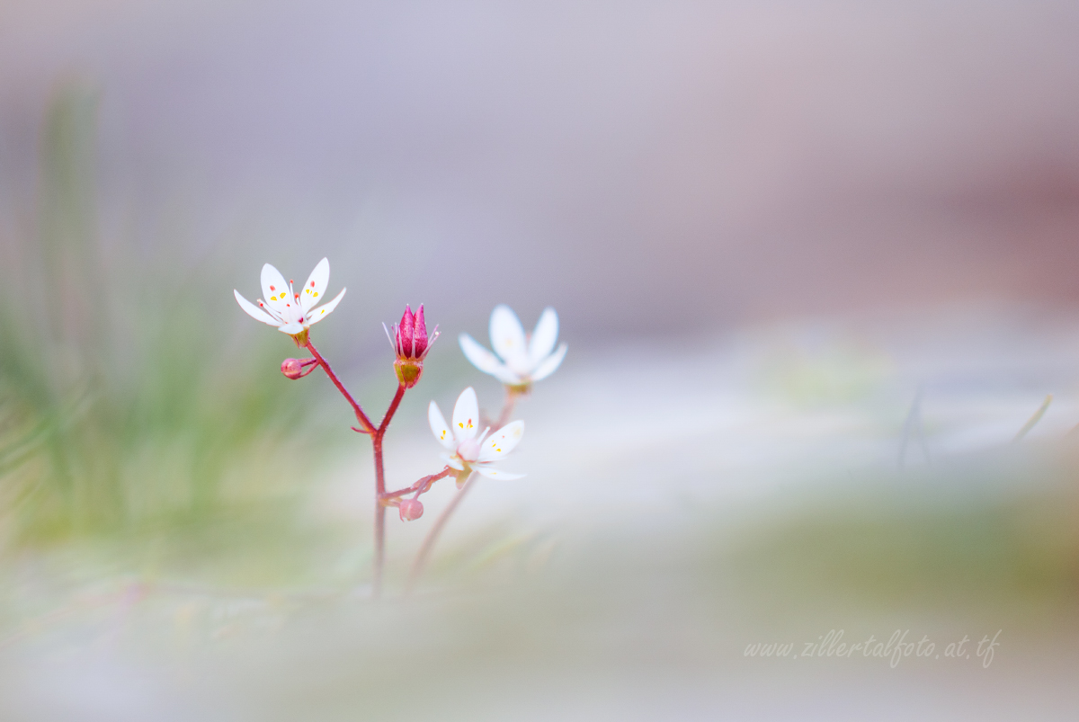 Saxifraga Stellaris
