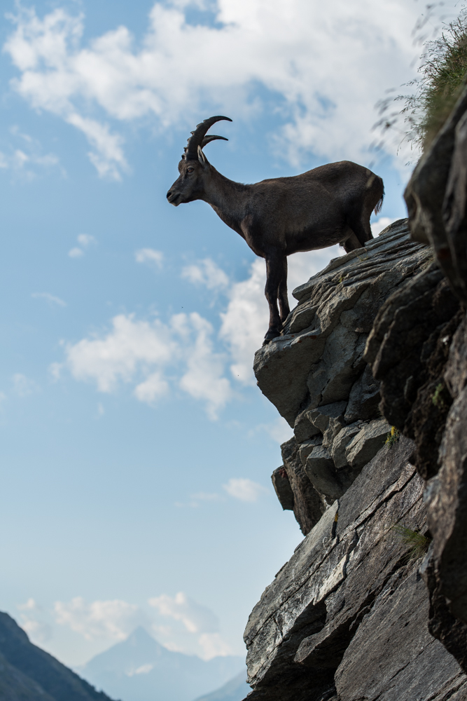 ~ Alpensteinbock ~