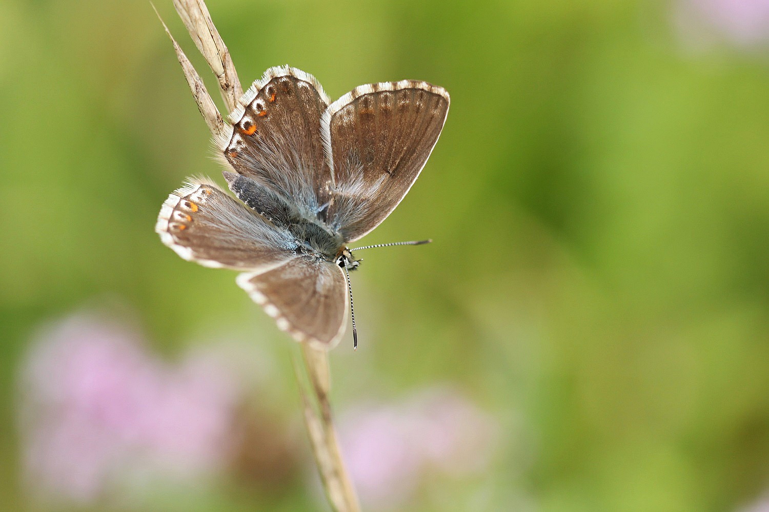 Silbergrüner Bläuling, Polyommatus coridon