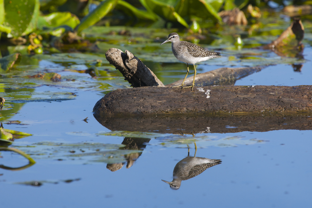 Bruchwasserläufer