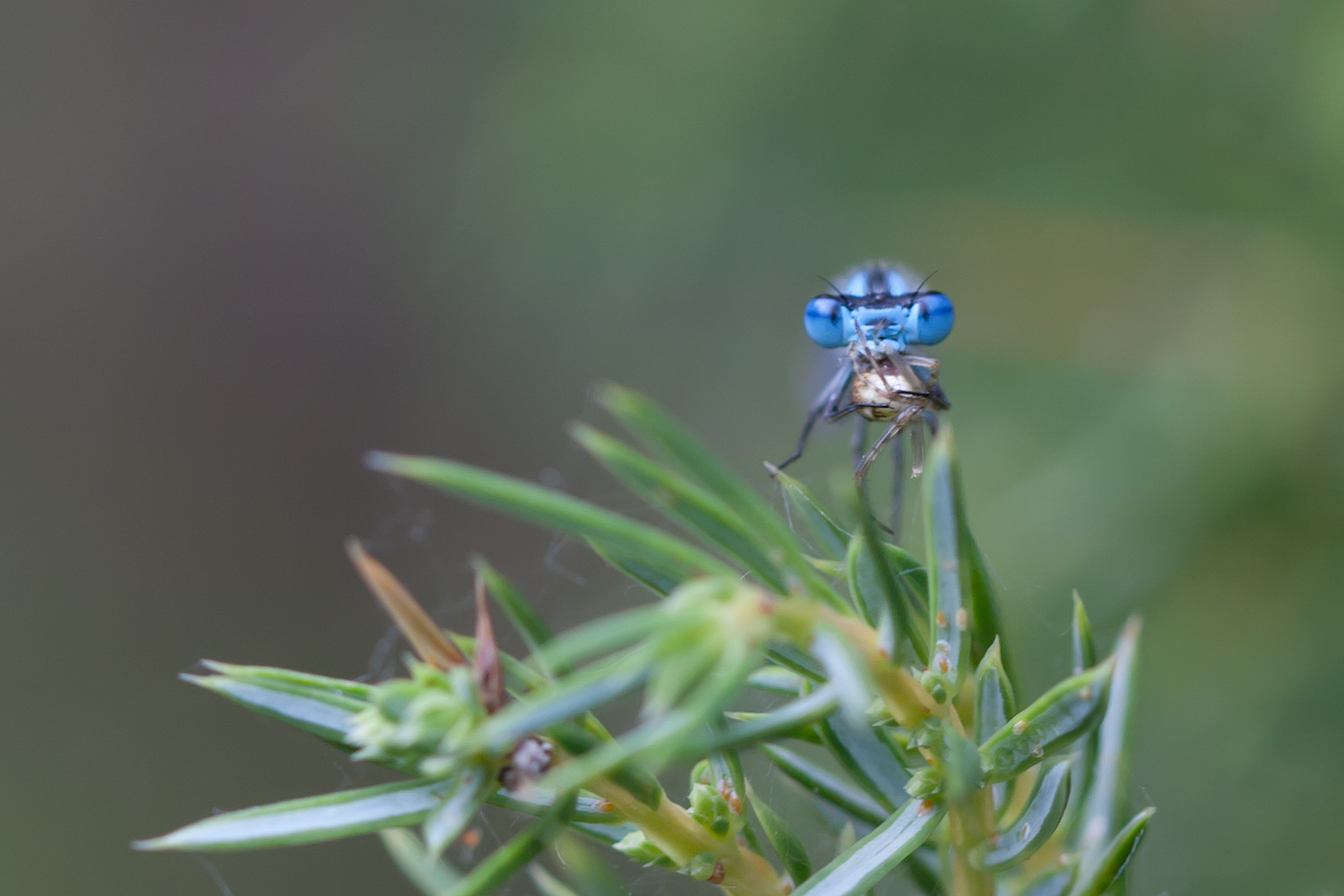 Die Libelle frisst den Feind