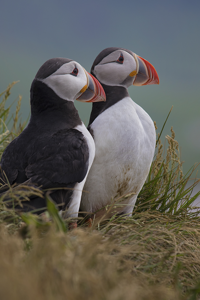 Puffins von Island