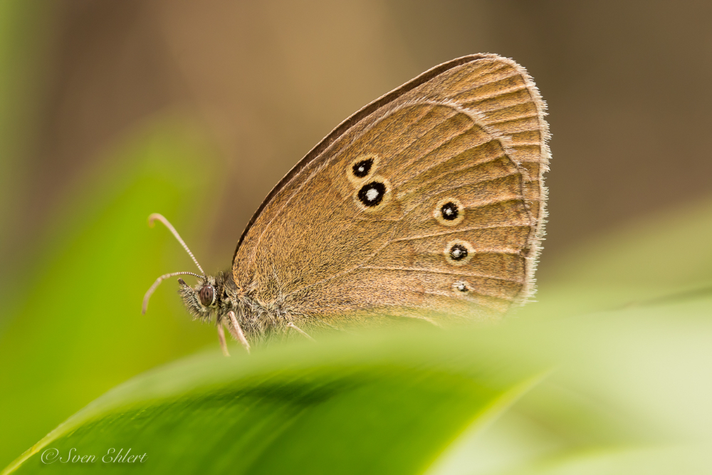 Brauner Waldvogel