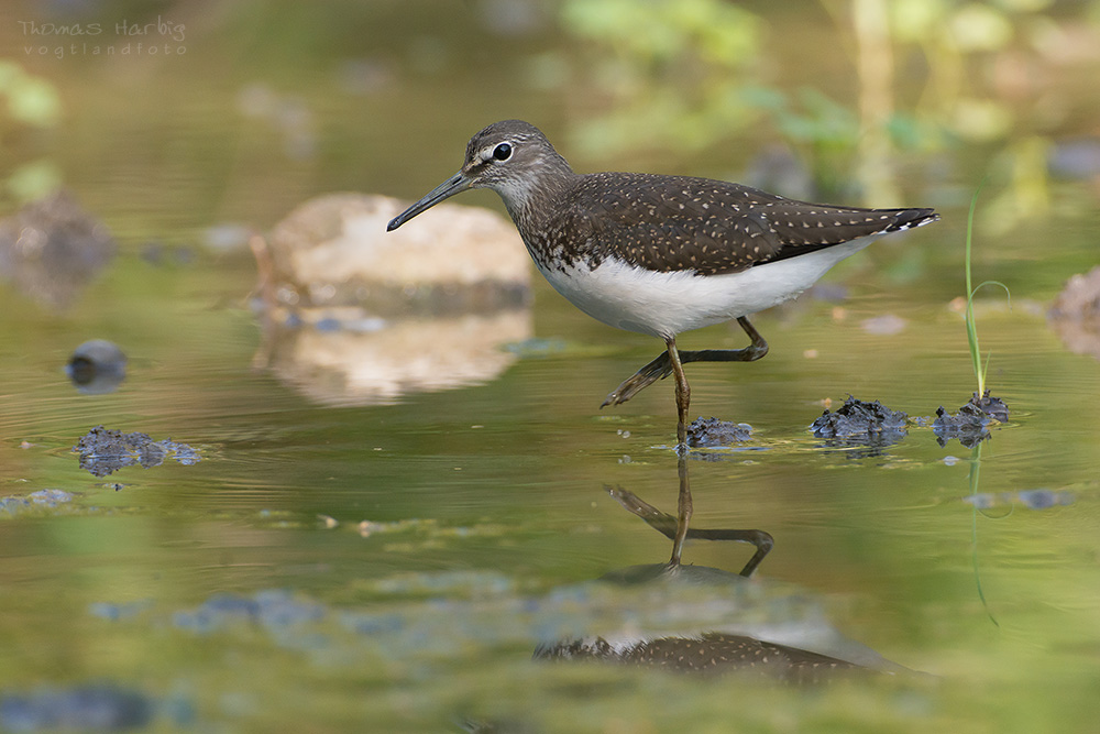 Waldwasserläufer