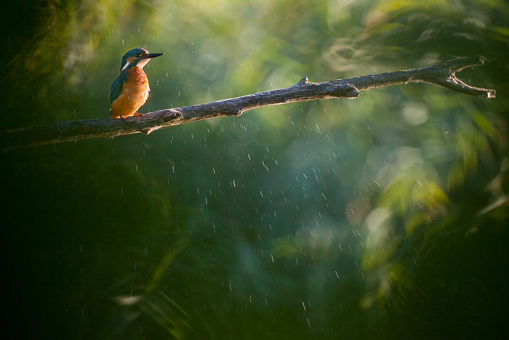 Little Rainmaker