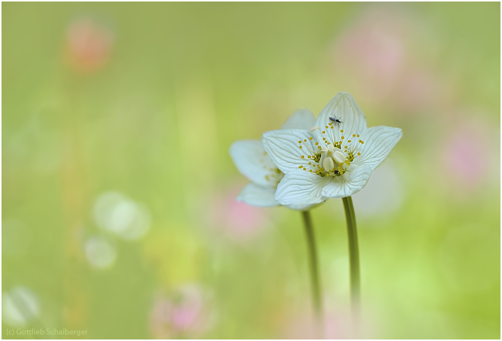 Parnassia palustris