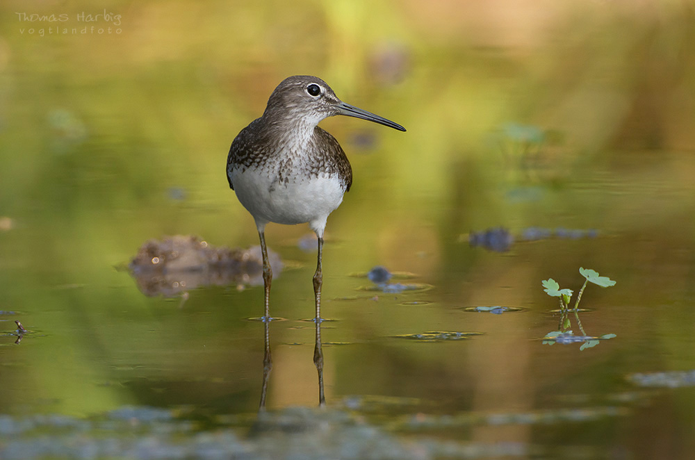 Waldwasserläufer