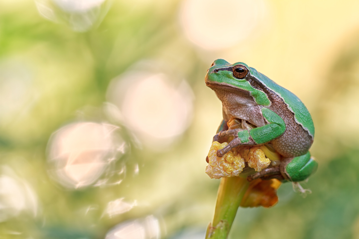 Der Froschkönig