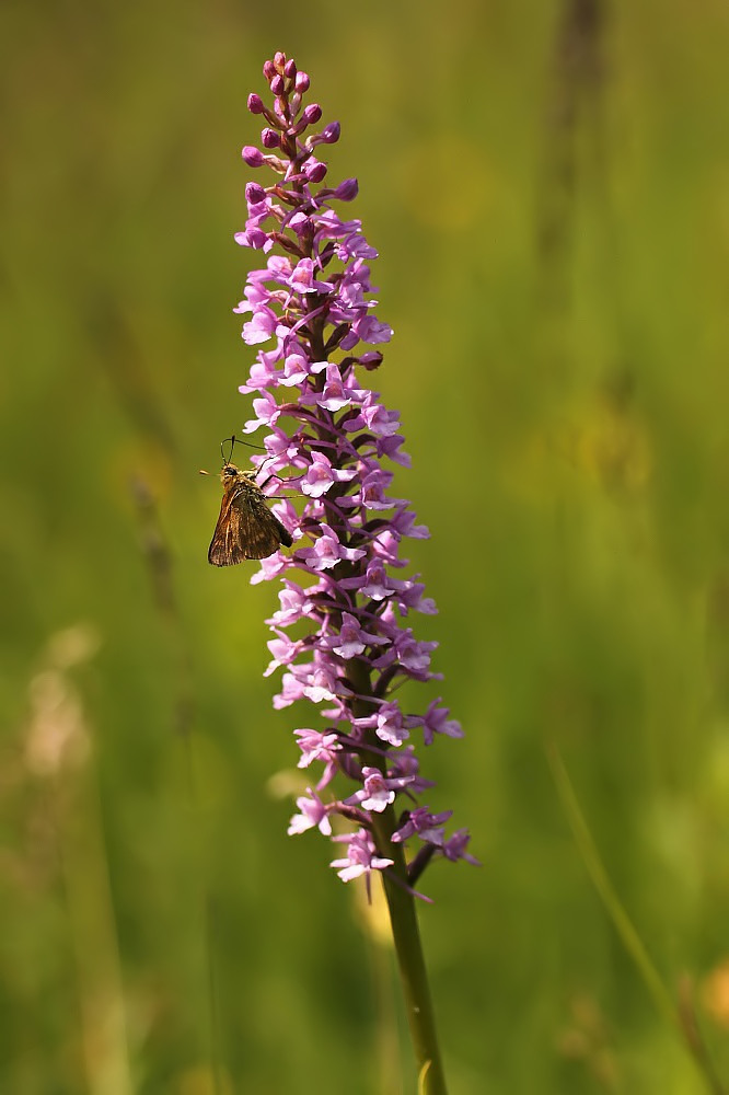 Dicki auf Händelwurz (Gymnadenia)