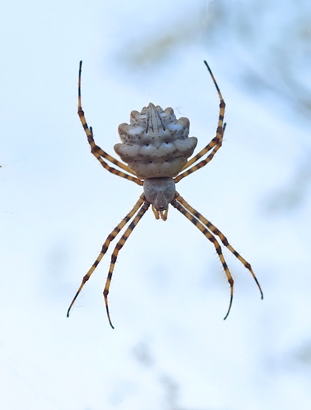 Argiope lobata