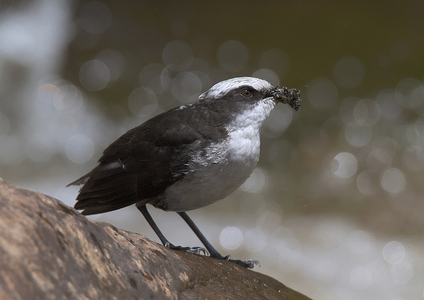 Weißkopf-Wasseramsel