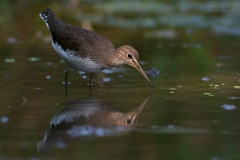 Waldwasserläufer