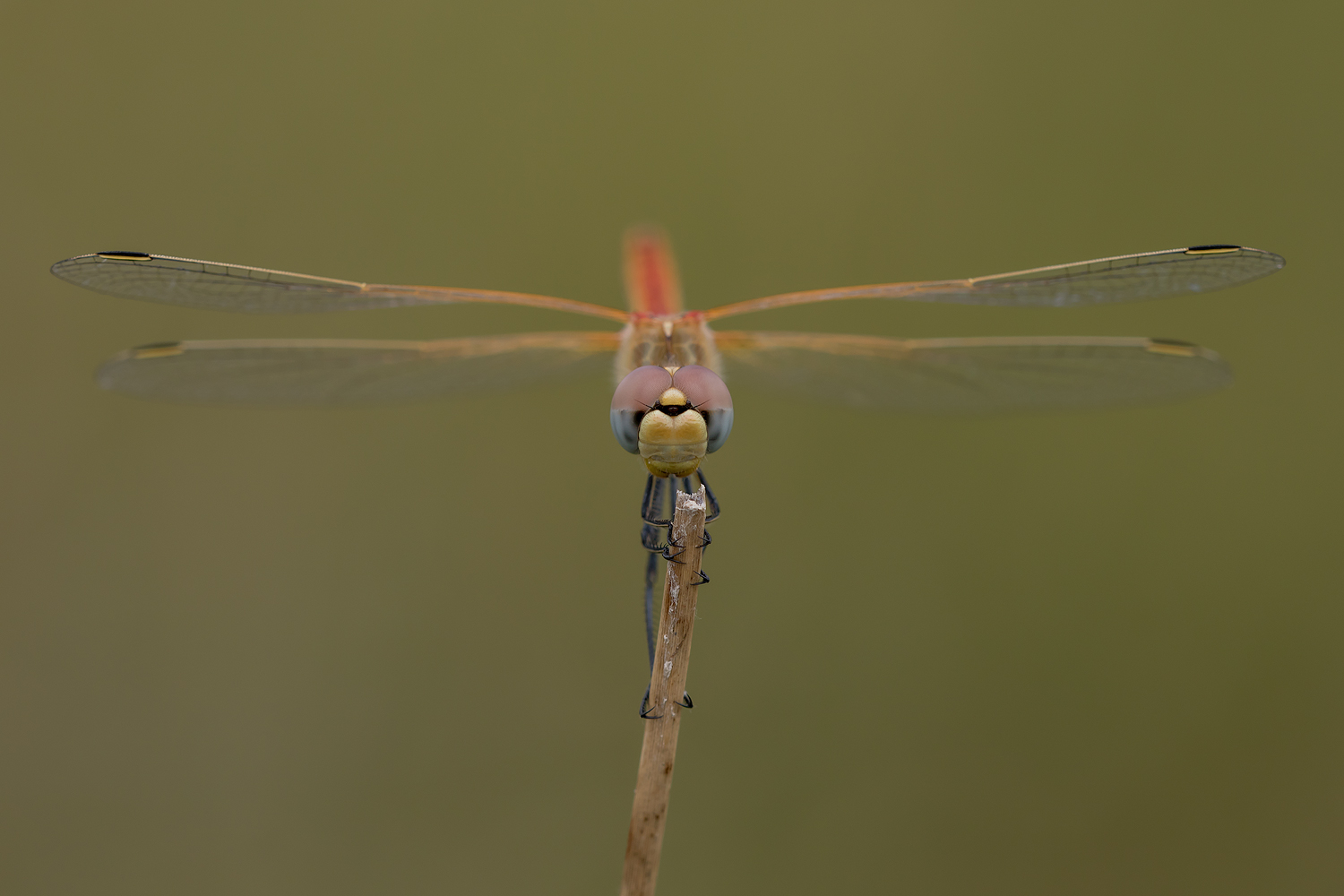 Frühe Heidelibelle (Männchen)