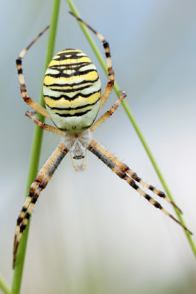 Wespenspinne (Argiope bruennichi)