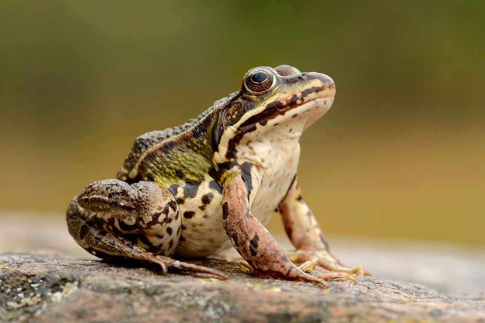 Wasserfrosch