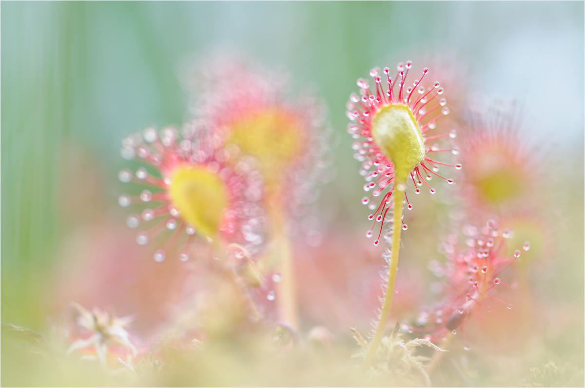 ~ a raving beauty ~