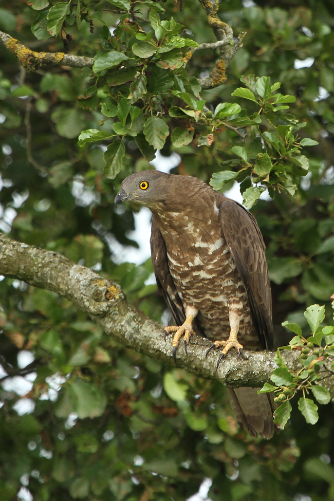 Wespenbussard