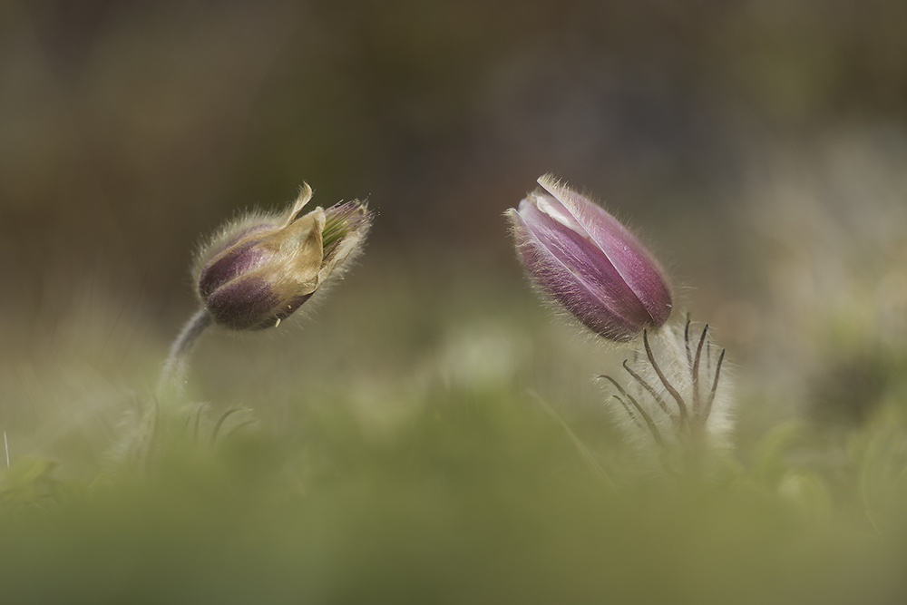 Frühlingsküchenschelle II (Pulsatilla vernalis)