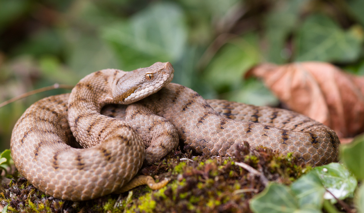 Aspisviper (Vipera a. aspis)