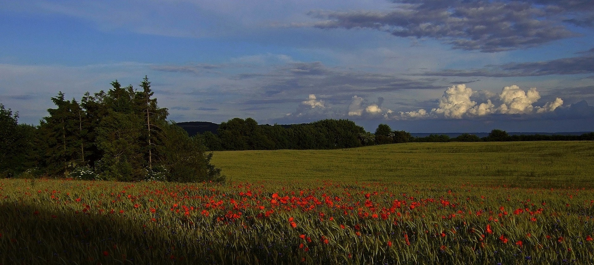 Insel-Abend-Impression mit Mohn