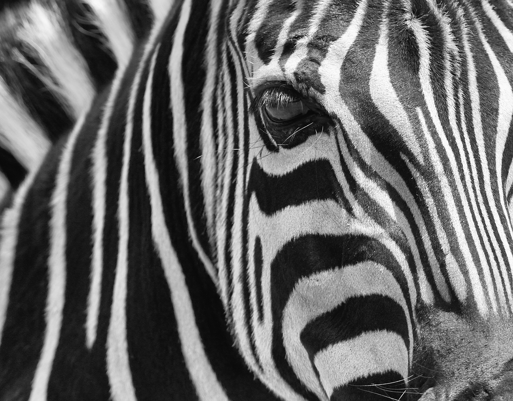 Stripes....