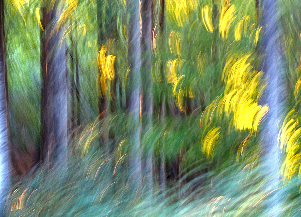 Waldfeenreigen