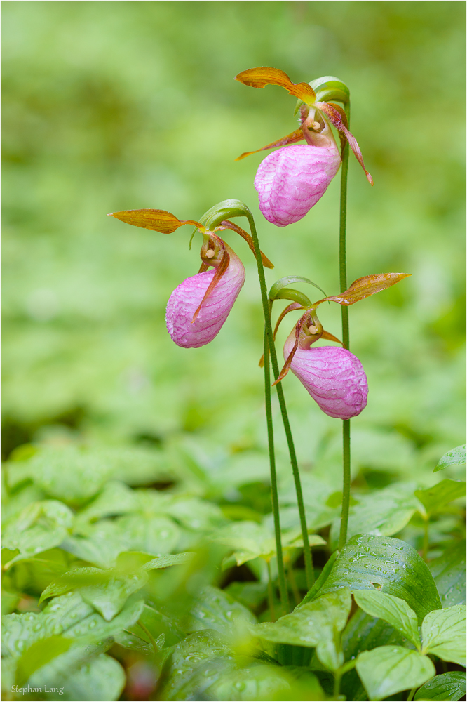 Pink lady slipper