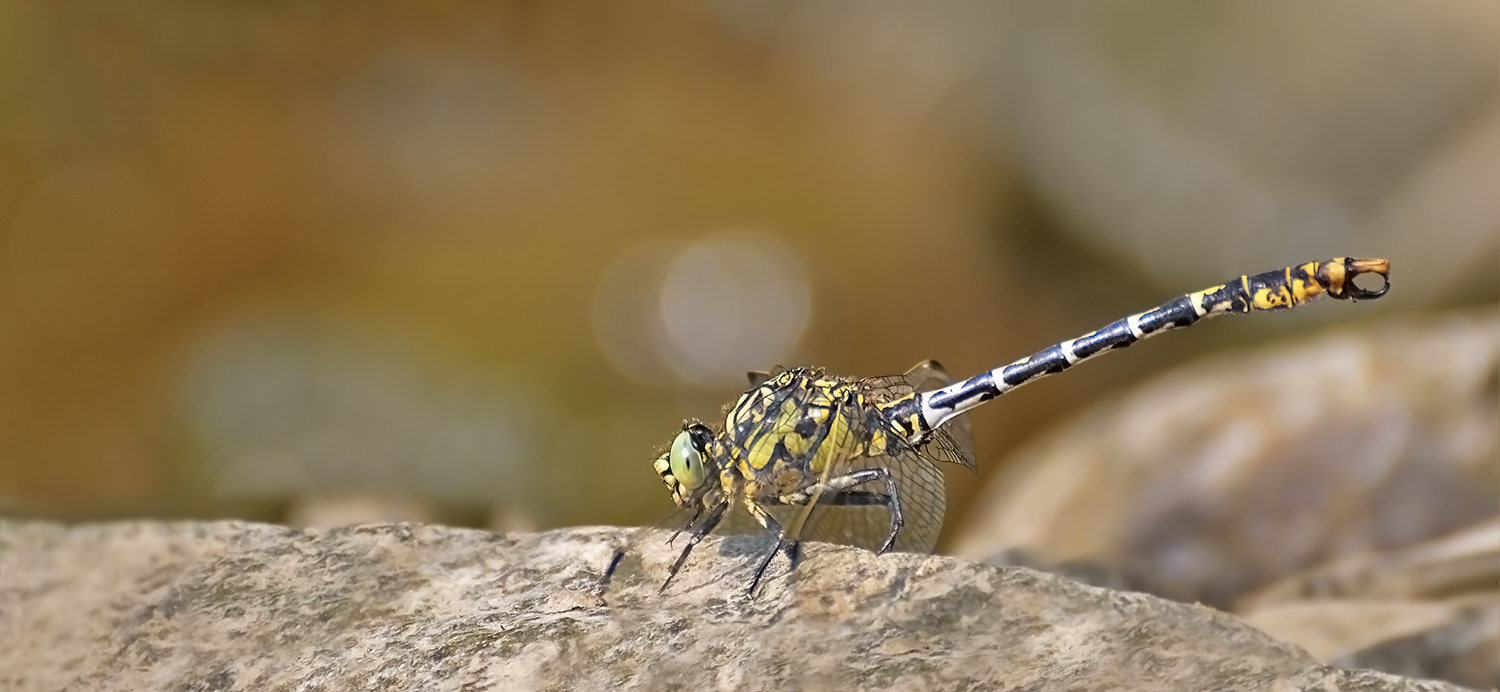 kleine Zangenlibelle