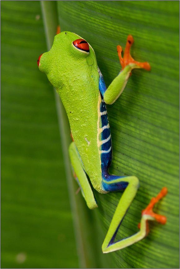 Rotaugenlaubfrosch II