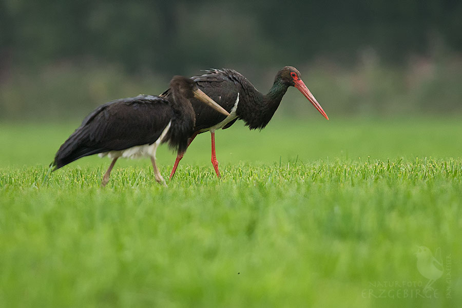 Schwarzstorch mit Jungvogel