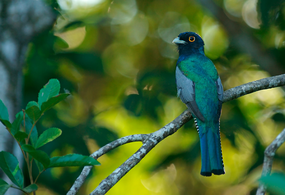 Trogon