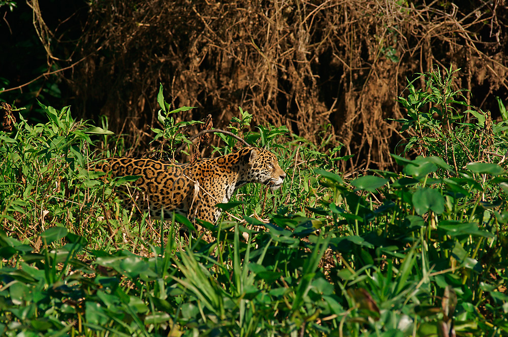 Jaguar
