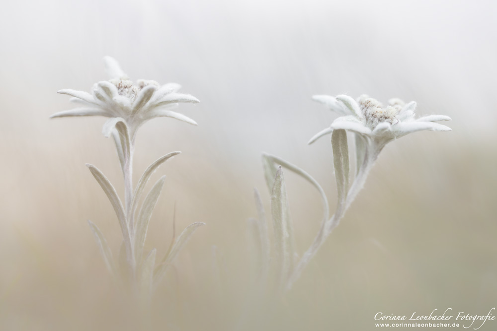 EDEL UND WEISS (Forum für Naturfotografen)