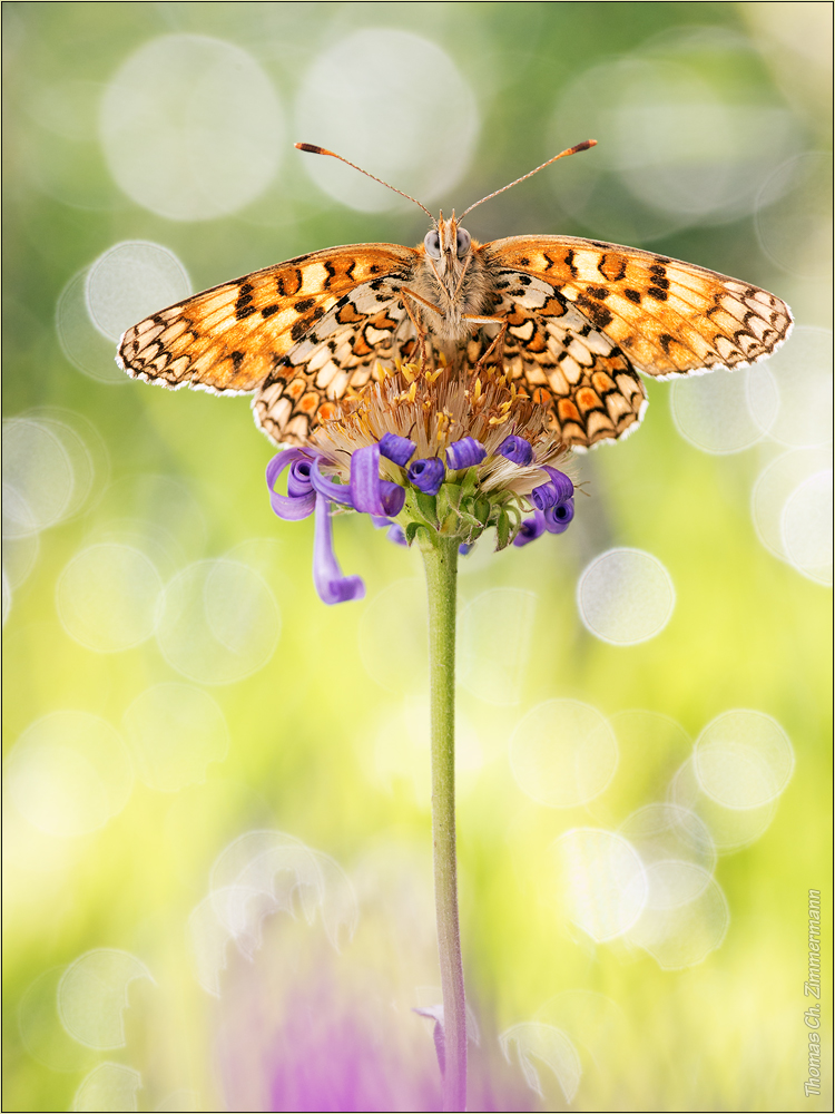 Melitaea phoebe ...