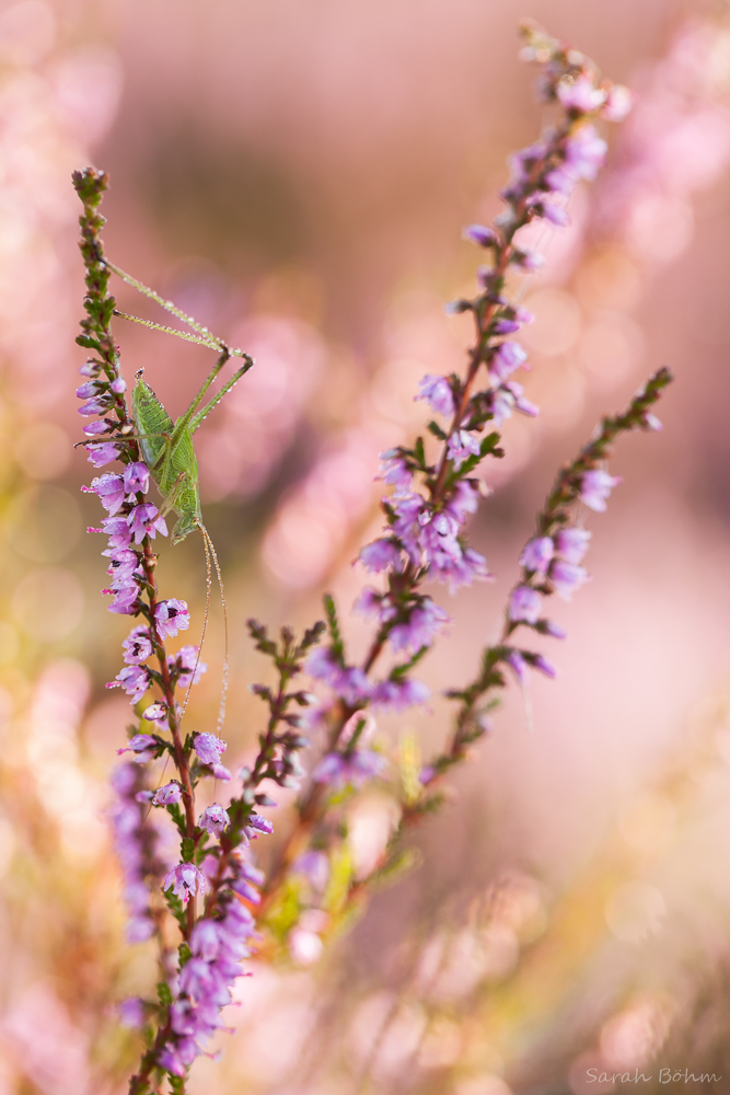 Heideblüte