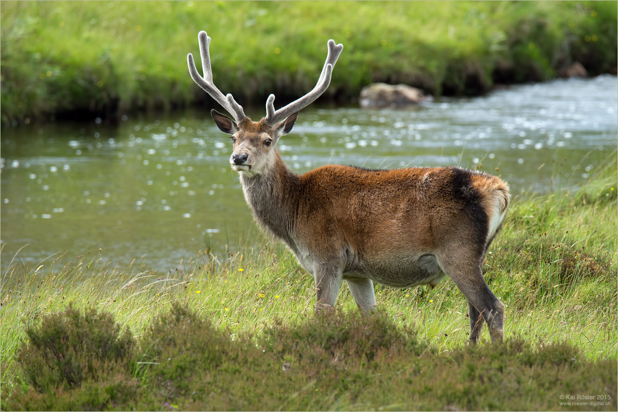 King of the Highlands