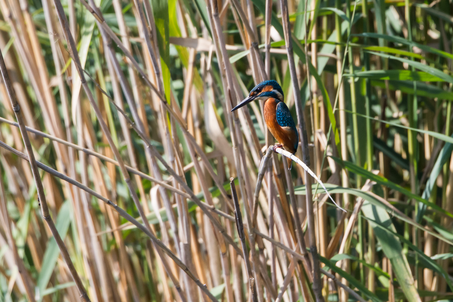 Eisvogel auf Ansitz