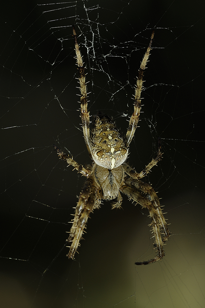 Kreuzspinne (Forum für Naturfotografen)
