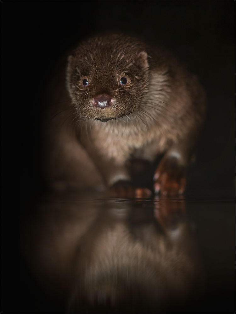Fischotter