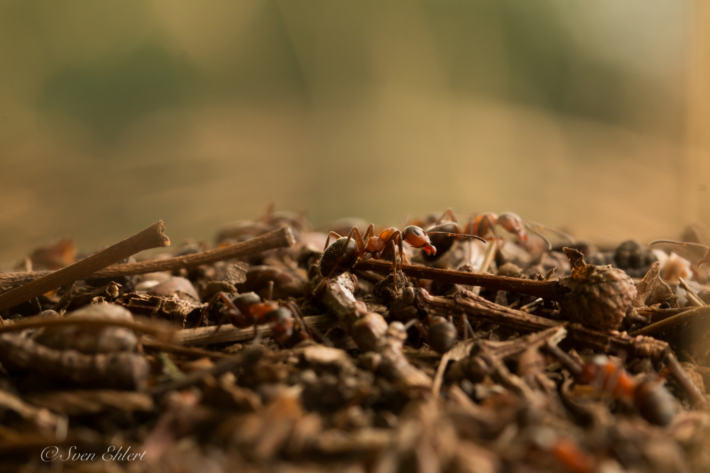 Waldameise (formica pratensis)