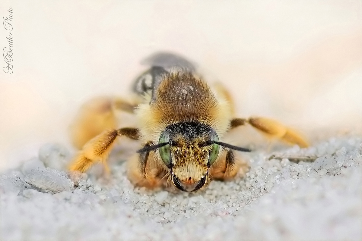 Baggern im Sand - Hosenbiene