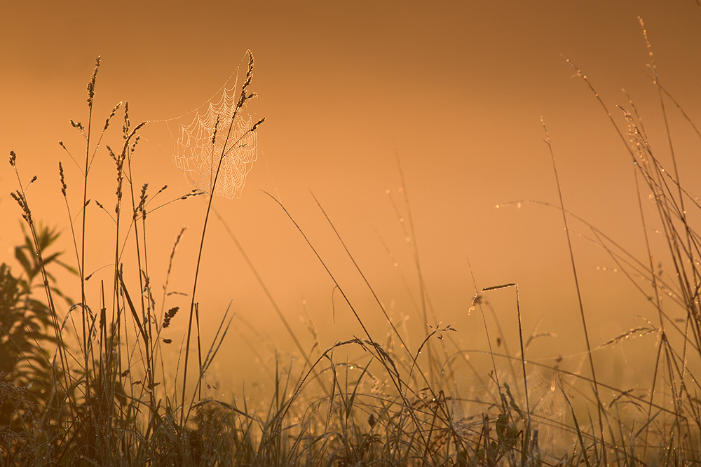 morgens am Wegesrand