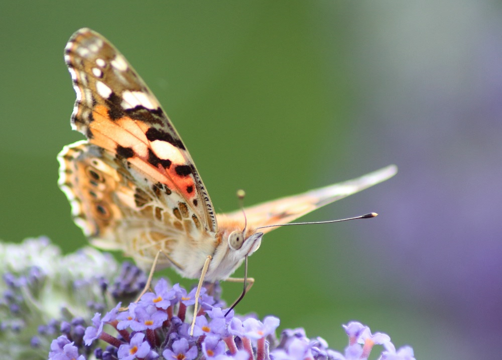 Distelfalter, Vanessa Cardui