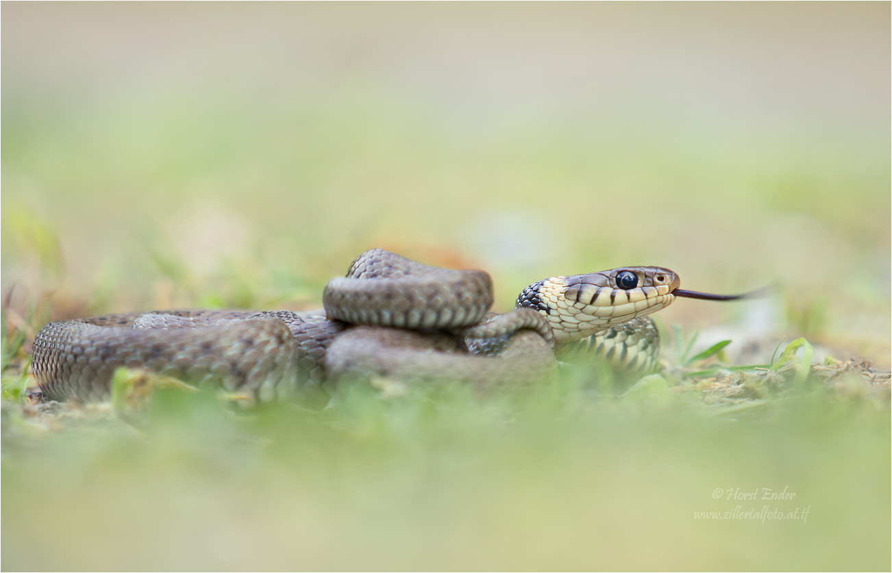 Natrix Natrix