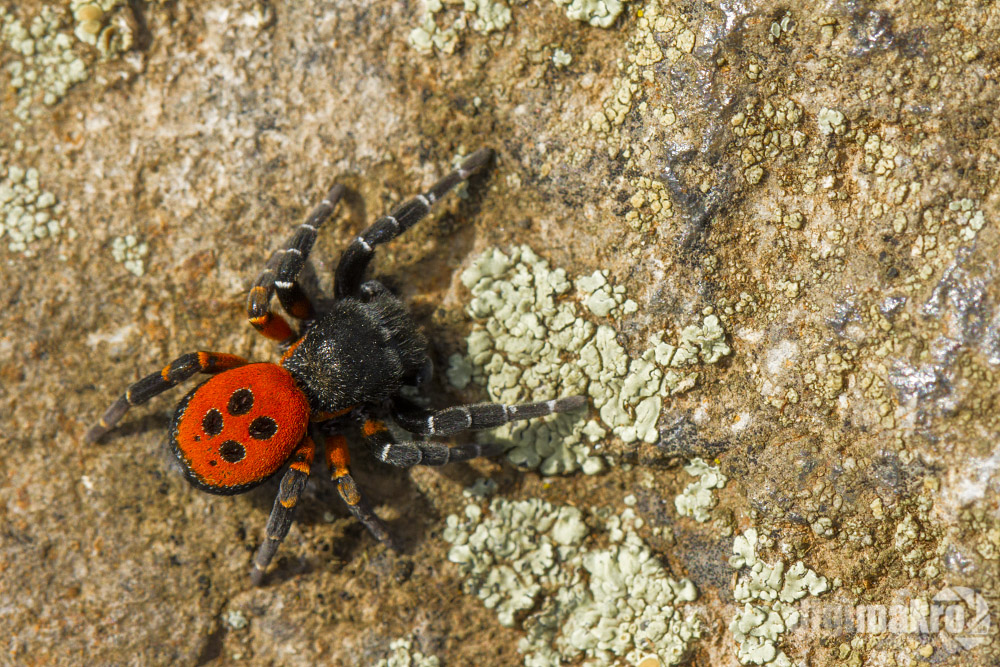 Rote Röhrenspinne (Eresus kollari)