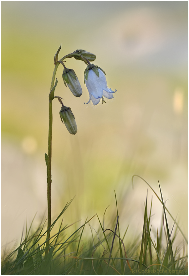 Campanula barbata