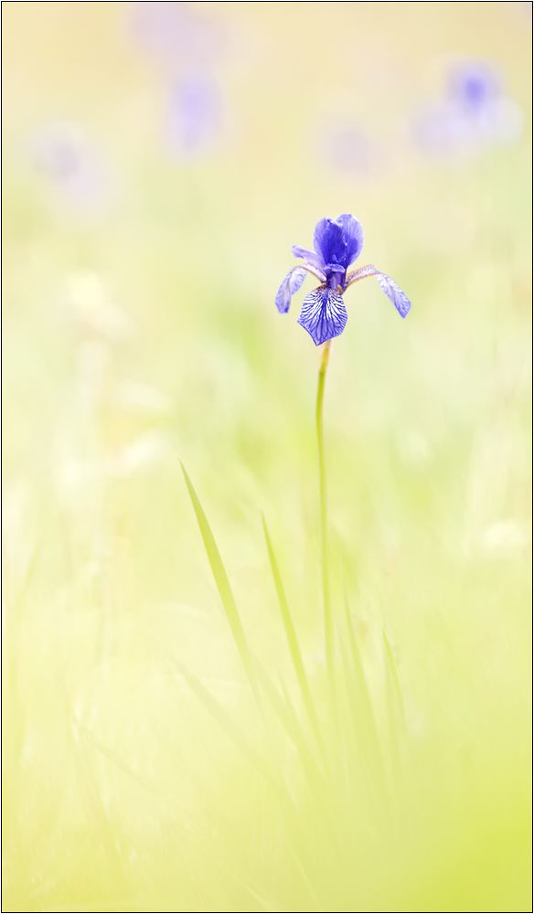 "Iris sibirica"