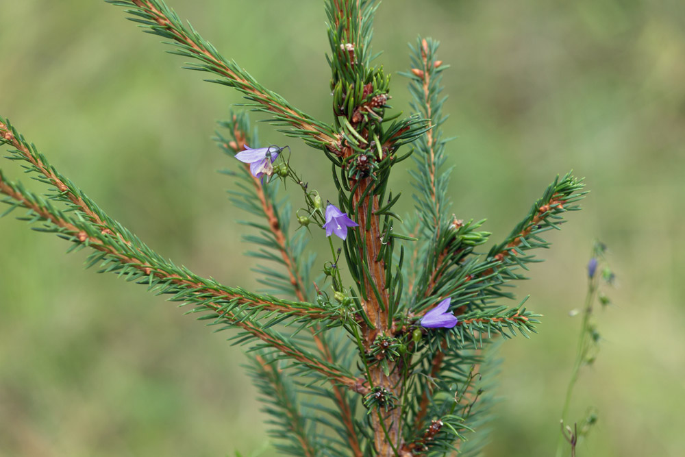 Blühender Baum
