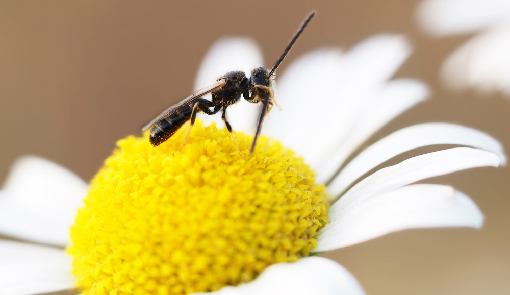 Winzling - Lasioglossum pauxillum