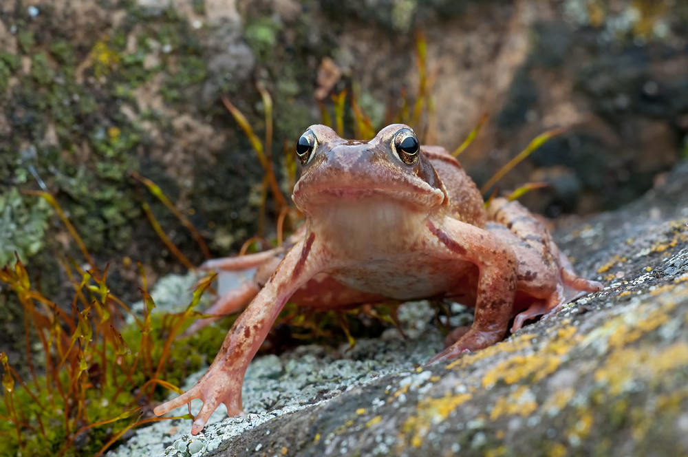 Grasfrosch